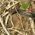 Southern Black Racer