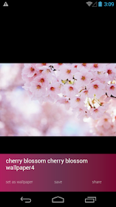 Cherry Blossom Wallpapers screenshot 3