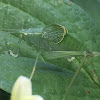 True Katydid, nymph