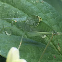 True Katydid, nymph