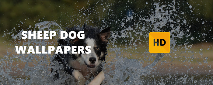 Sheep Dog Wallpaper HD New Tab Theme marquee promo image