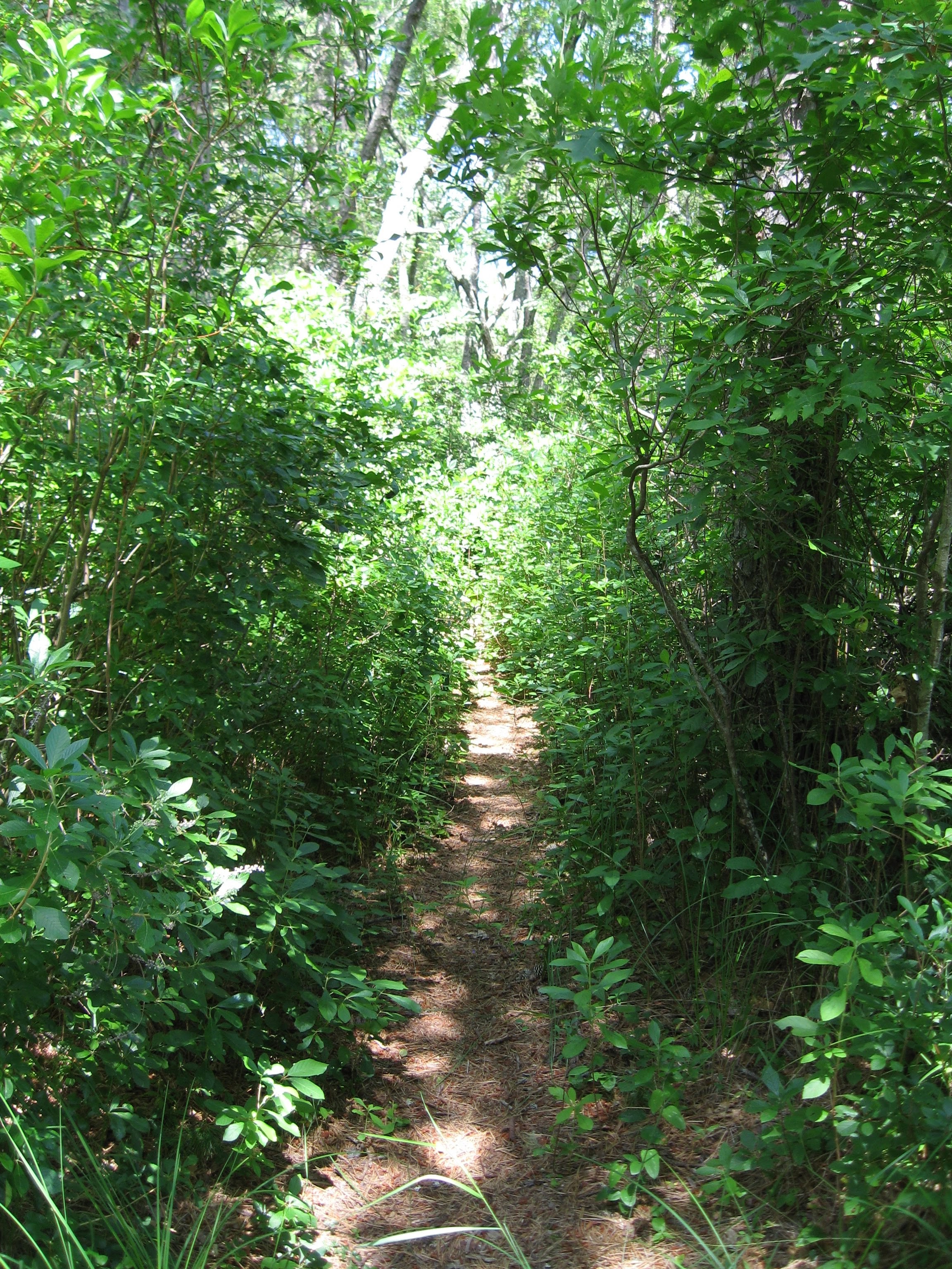 overgrown trail