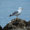 Yellow-Legged Gull