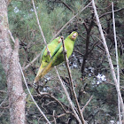 White eyed parakeet