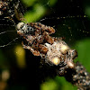 Cyclosa spider