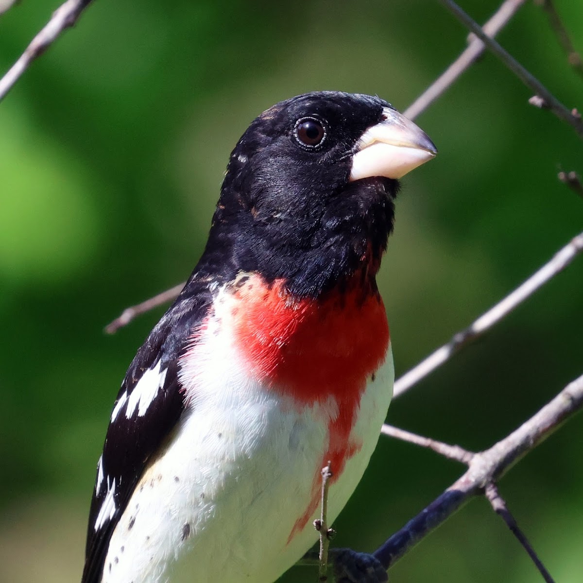 Rose-breasted Grosbeak (Male)