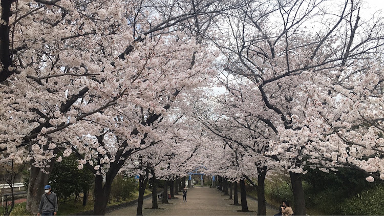 コペンの日本の四季を楽しみましょう！春爛漫！最高だね！・春爛漫！季節を楽しみましょう！最高だね！・たわい無い事柄に感謝！最高だね！・たわい無い平凡な暮らしにこそ幸せ有り！最高だね！・己で楽しさを生み出す事こそ幸せなり！に関するカスタム事例の投稿画像281枚目