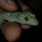 Gecko