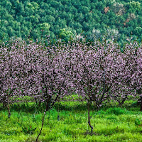 geometrie di primavera di 