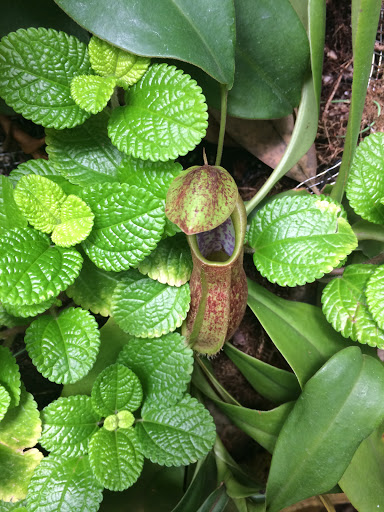 Orchid