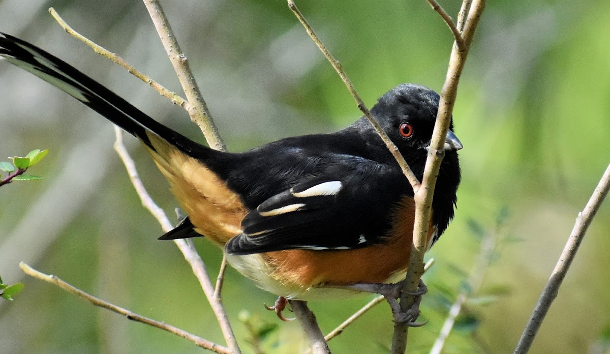 Eastern towhee