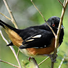 Eastern towhee