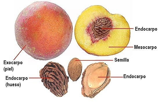 Todo lo que tienes que saber sobre los frutos secos - Calvo