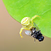 Flower Crab Spider (w/prey)