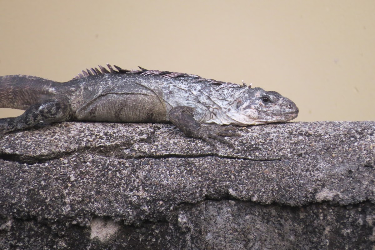 Utila Spiny-tailed Iguana