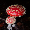 Fly agaric/amanita