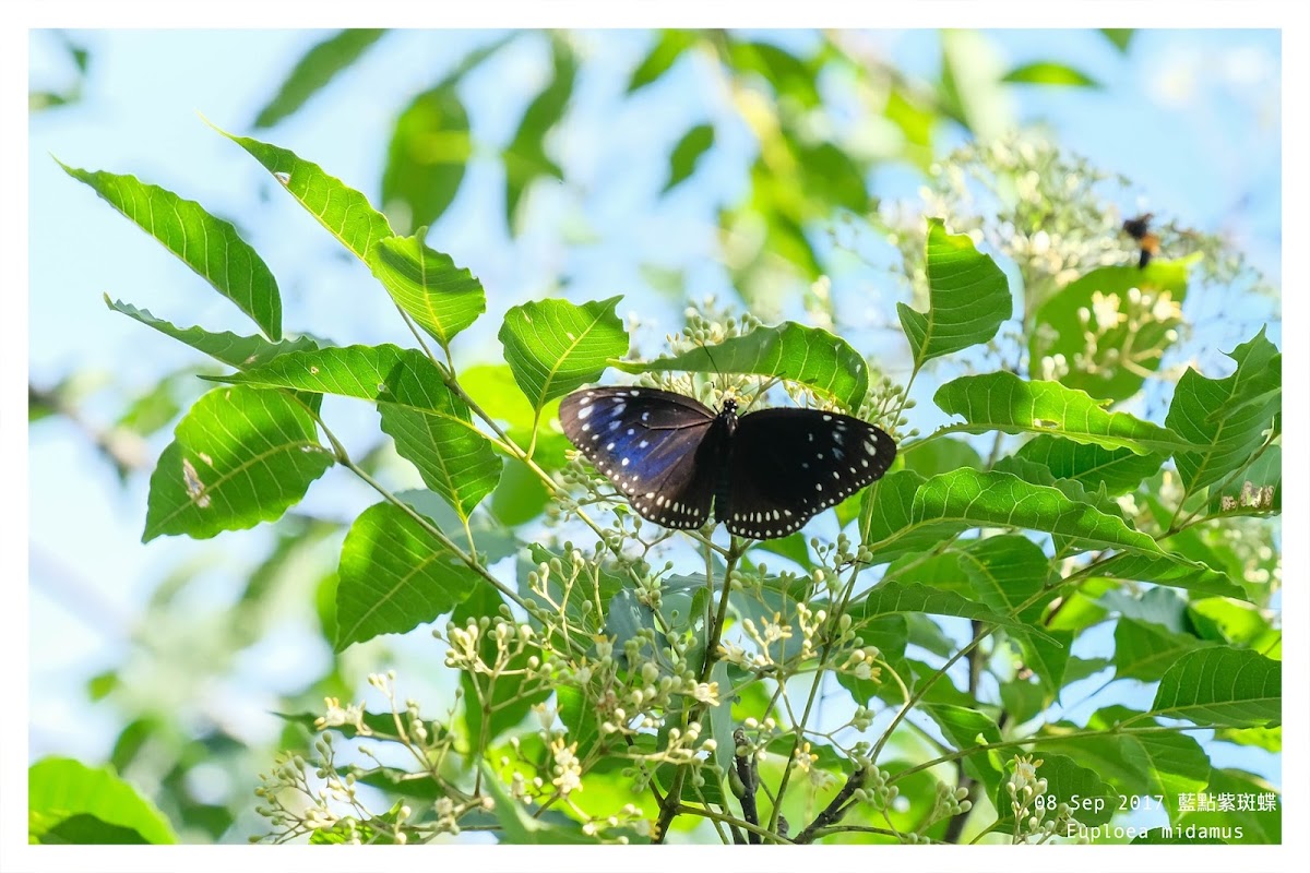 Euploea midamus 藍點紫斑蝶