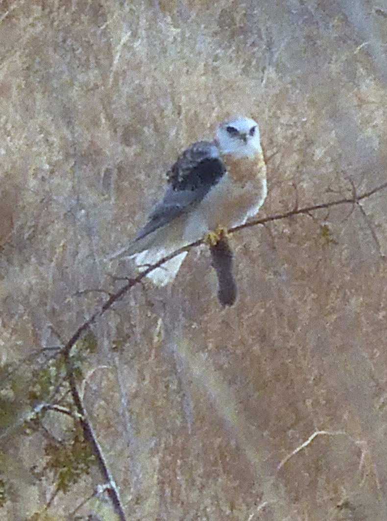 White tailed kite