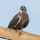 Woodpigeon