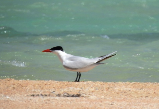 Caspian tern