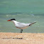 Caspian tern