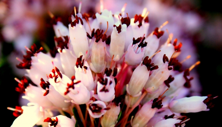 Il ventaglio rosa di sagara