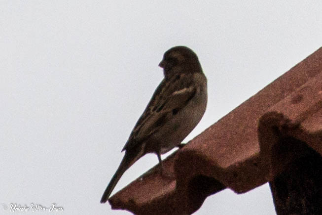 House Sparrow; Gorrión Común