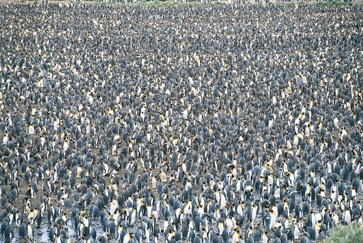 south-georgia-falklands-king-penguins.jpg - Think three's a crowd? A colony of king penguins greets visitors to Salisbury Plain on South Georgia during a Lindblad Expeditions tour.
