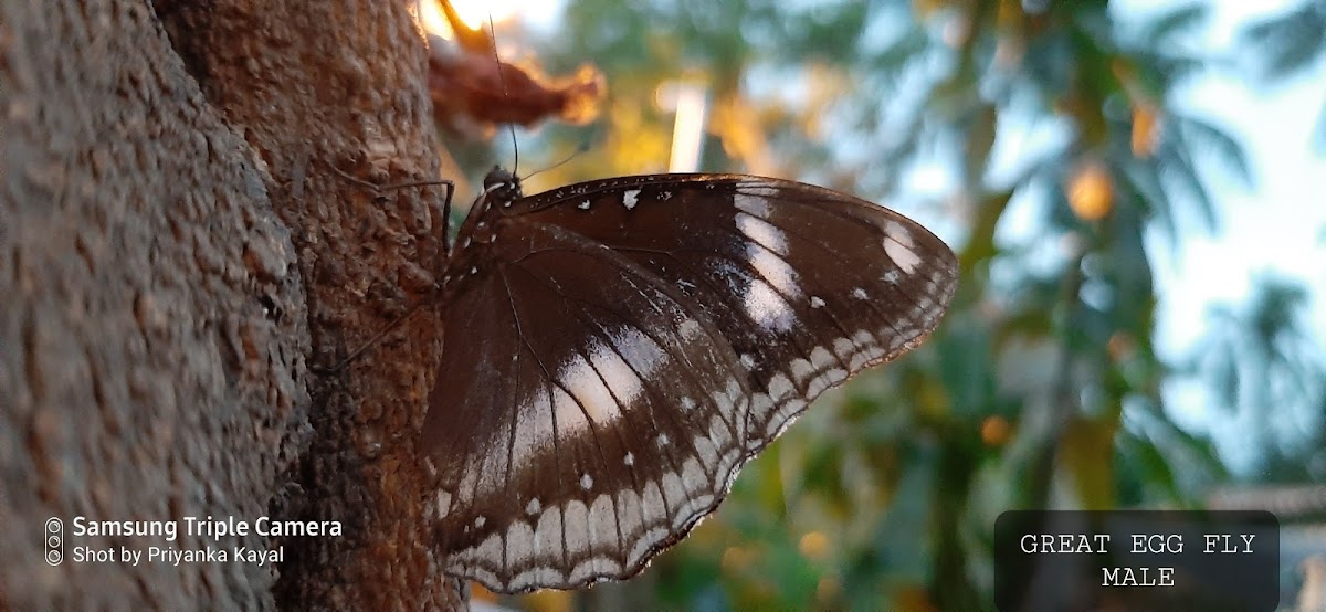 Great Eggfly