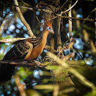 Hoatzin