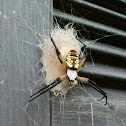 Black and yellow garden spider