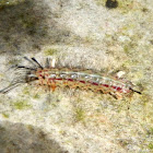 Caterpillar