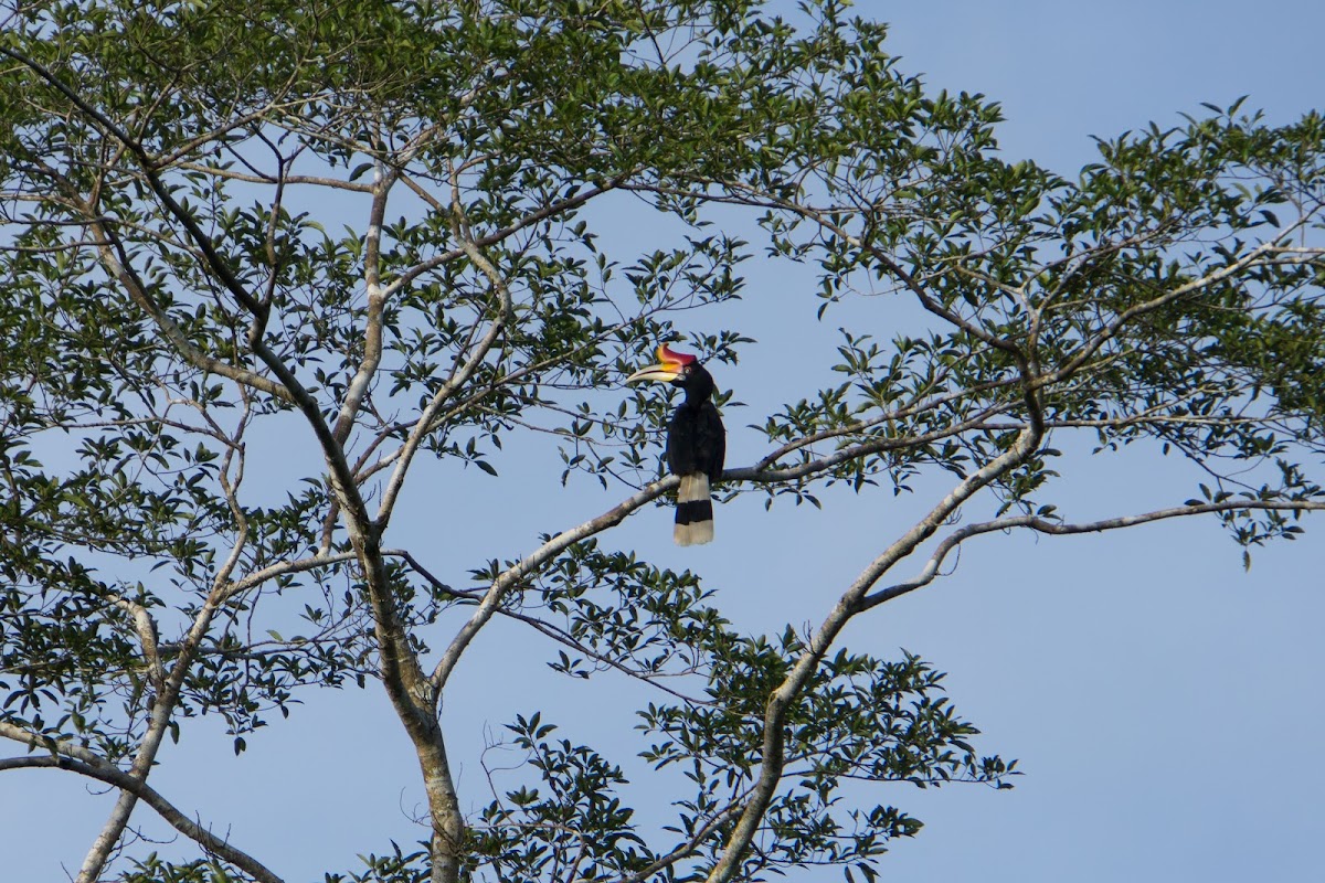 Rhinoceros hornbill