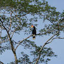 Rhinoceros hornbill