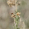 Cottonwood Leaf Beetle