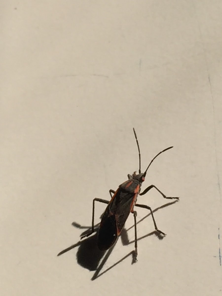 Boxelder bug