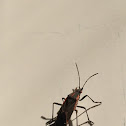 Boxelder bug