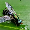 Soldierfly