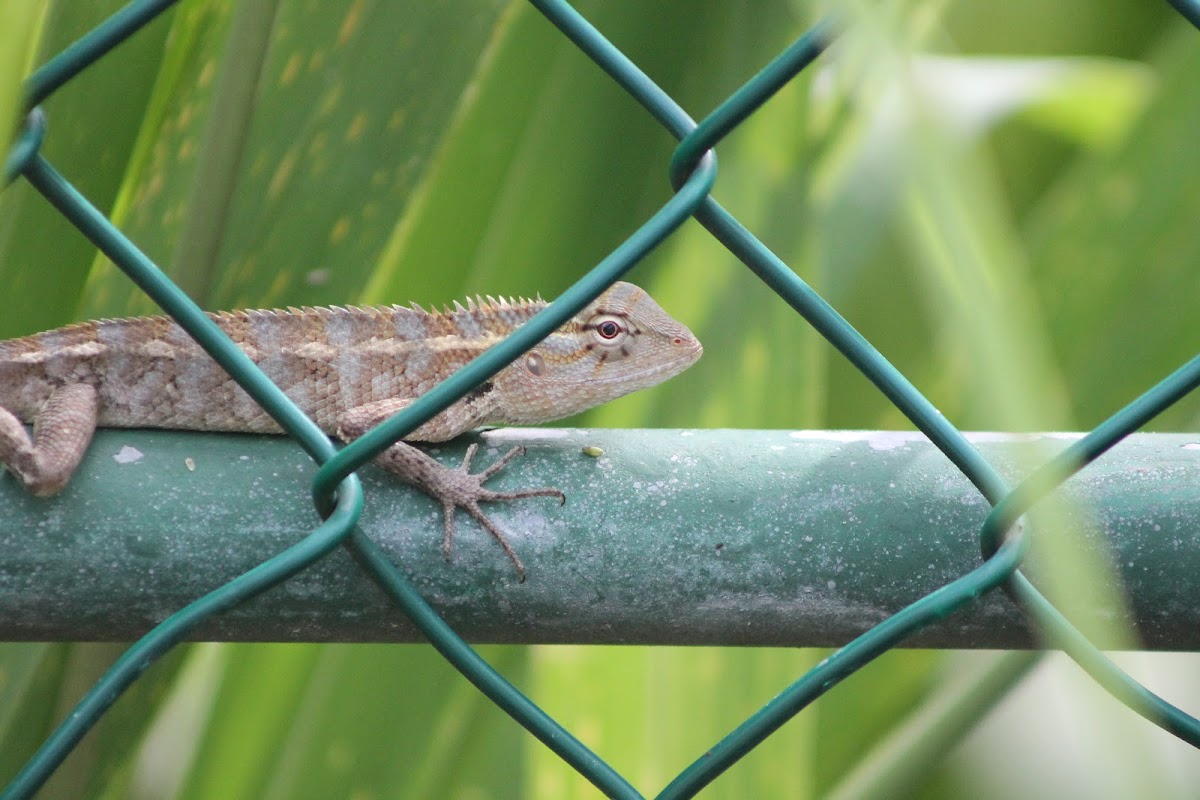 Oriental Garden Lizard