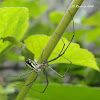 Orchard spider