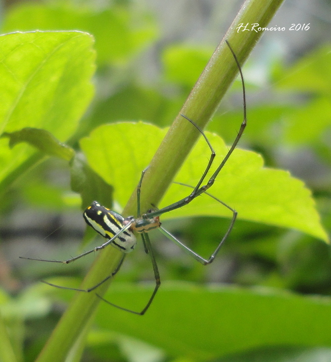 Orchard spider