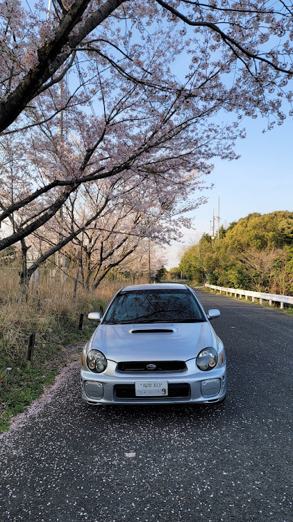 インプレッサ WRXの桜・サクラと愛車・ドライブ・洗車・志賀島に関するカスタム事例の投稿画像5枚目