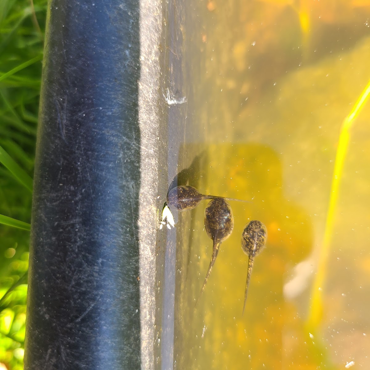 Pacific Tree frog tadpoles
