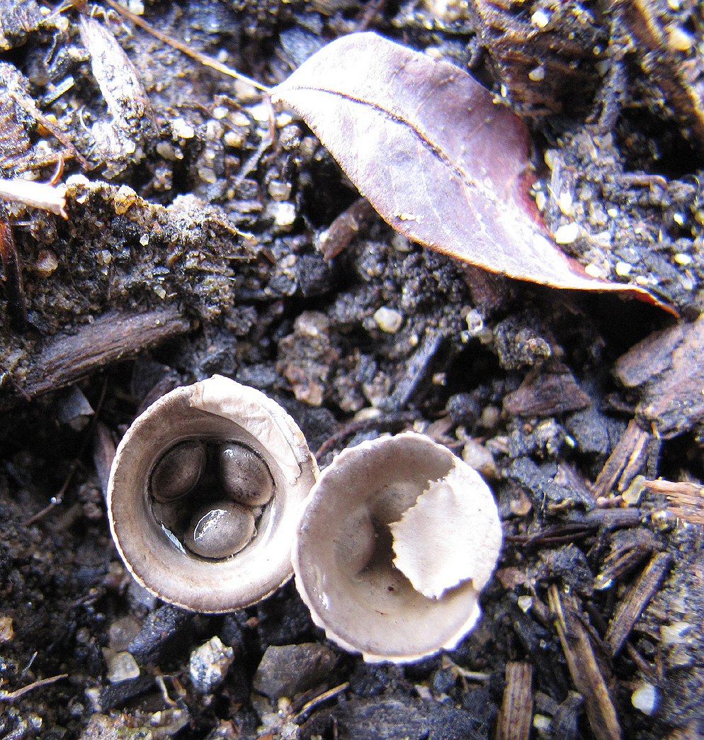 Bird's Nest Fungus