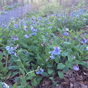 Virginia bluebells