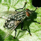 Flesh Fly