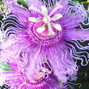 Passionflower