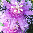 Passionflower