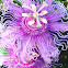 Passionflower