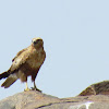 Long-legged Buzzard